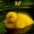 duCk1